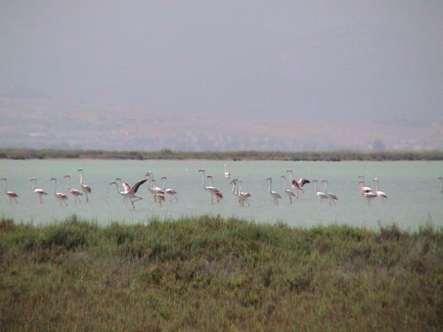 Nachmittagsbad der Flamingos am Salzsee